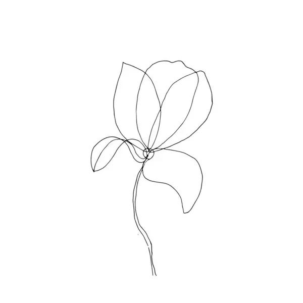 Şeffaf taç yapraklı lale çiçeği siyah-beyaz vektör illüstrasyon bileşimi tekstil tipografi kartpostal tasarımı için beyaz arkaplan tabanında izole edildi