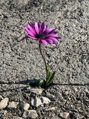 Beton ve taş zeminde pembe çiçek. 