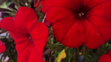 Güney Arnavutluk 'un Cirokaster kenti. Tarihi bölgede bir cadde manzarası. Yaşlı bir adam kaldırım taşı caddesinde yürüyor.