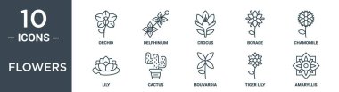 Çiçek taslak simgesi seti incecik çizgi orkidesi, delfinyum, crocus, borage, papatya, zambak, kaktüs ikonları rapor için, sunum, diyagram, web tasarımı içerir
