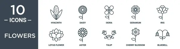 Набір Іконок Квітів Включає Себе Тонку Лінію Гіацинту Ромашки Ікори — стоковий вектор