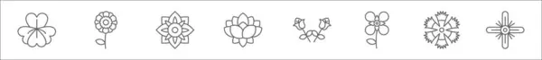 아이콘의 마리골드 Amaryllis 이코라 Dianthus 겨자와 아이콘 — 스톡 벡터
