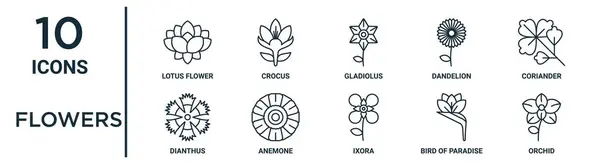 Flores Esboço Ícone Definido Como Flor Lótus Linha Fina Gladiolus —  Vetores de Stock