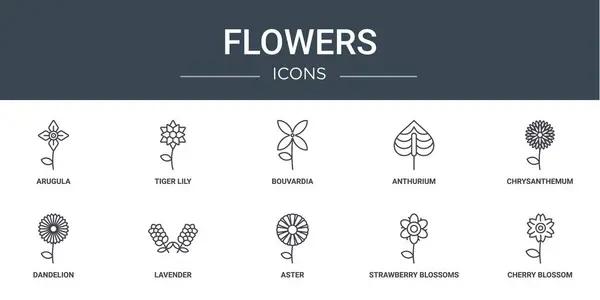 Készlet Vázlatos Web Virágok Ikonok Mint Arugula Tigris Liliom Bouvardia — Stock Vector