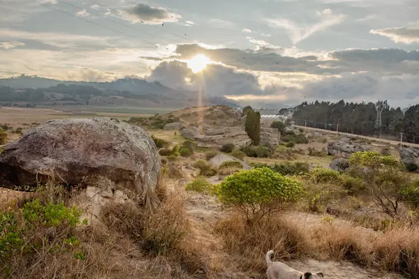 Bitkilerle dolu bir arazide güzel bir gün batımı