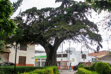 Parktaki dev bir ağaç birçok küçük binayla çevrili.