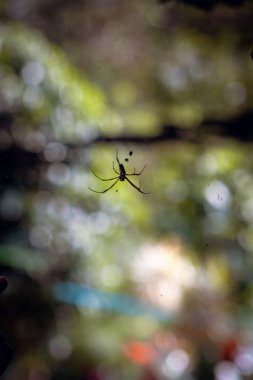 Yaprağın üzerindeki örümcek