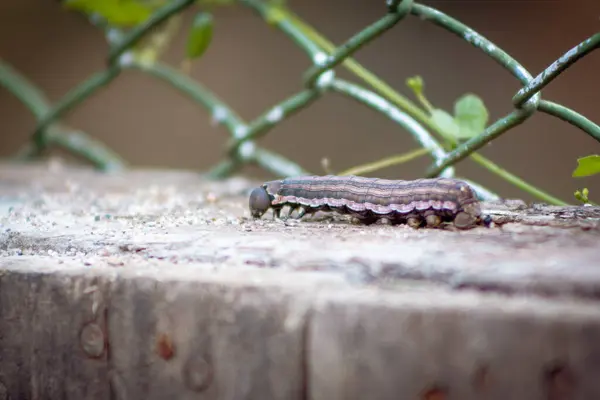 Tahta bir çitin üzerindeki tırtılın yanına.