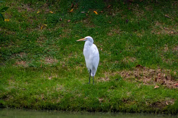# Güzel balıkçıl otların üzerinde duruyor #