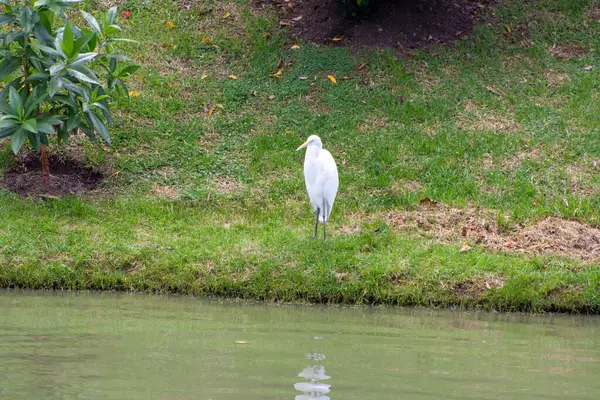 # Güzel balıkçıl otların üzerinde duruyor #