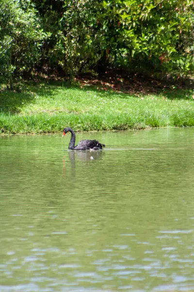 Büyük bir gölde güzel siyah kuğu ve doğal bir arka plan.