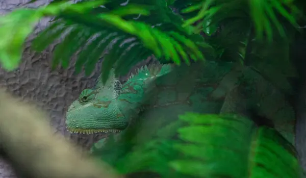 Kamuflajlı bukalemun doğada, sadece kafası görünür.