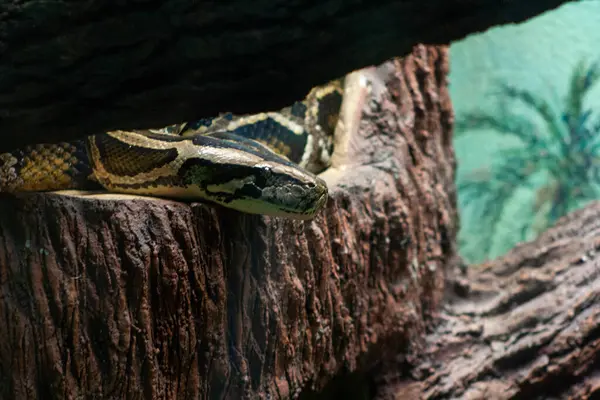 Bir yılanın kütükteki ilk kişisi.