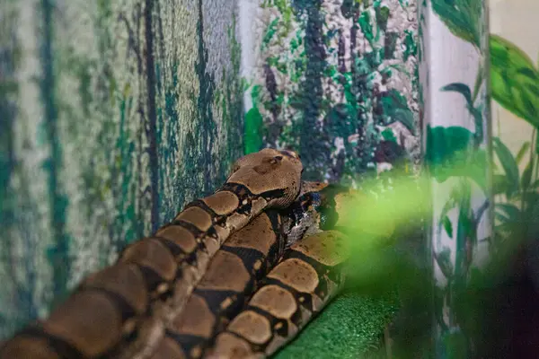 Üç yılan birbirine gizlenmiş, yeşil bir duvara gerilmişler.