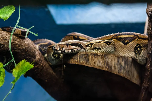 Kahverengi yılan ağaç gövdesinde kamufle olmuş.