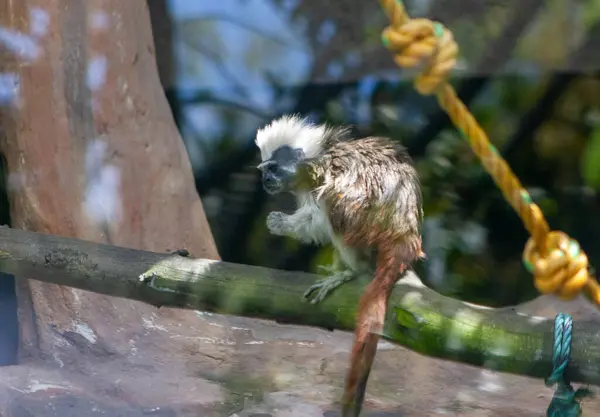 beyaz ve kahverengi saçlı maymun, bir sopa üzerinde
