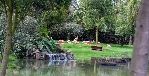 Pembe flamingo grubu güzel doğal bir manzaranın yanında