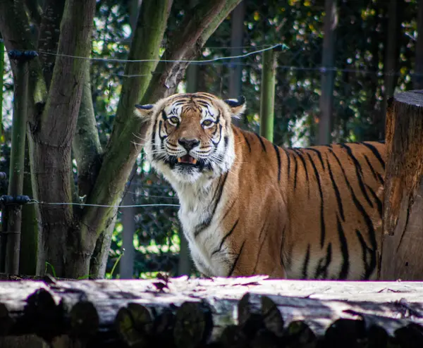tiger about to roar while staring in a landscape surrounded by t
