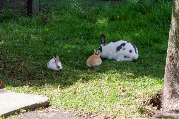 three little rabbits on the green grass