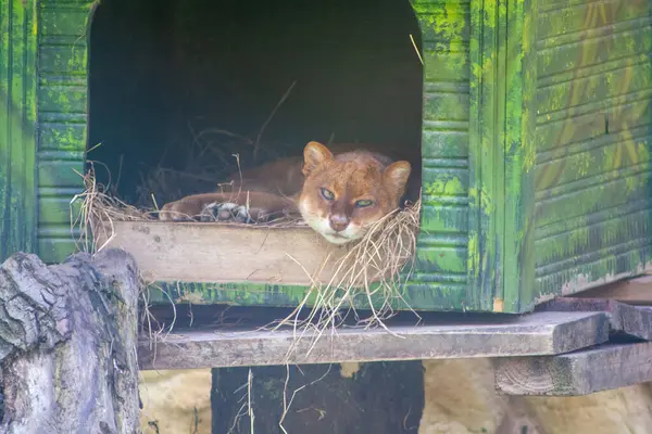 Küçük kedi yapay evinde uyuyor.