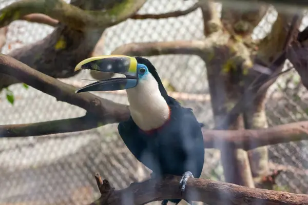 çok güzel renkli bir Tukan bir dalda poz veriyor.