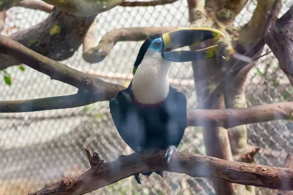 çok güzel renkli bir Tukan bir dalda poz veriyor.