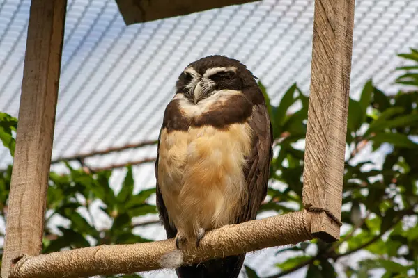 Dev baykuş yapay dalda uyuyor.