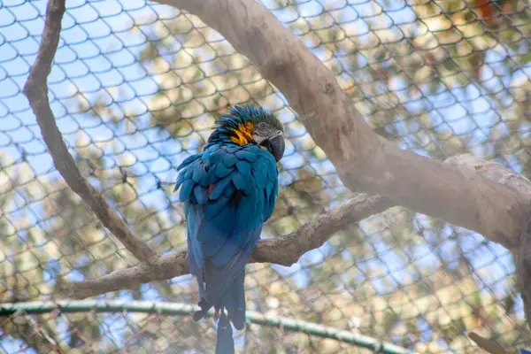 Sarı ve mavi papağanlar büyük kafese kilitlenmişler.