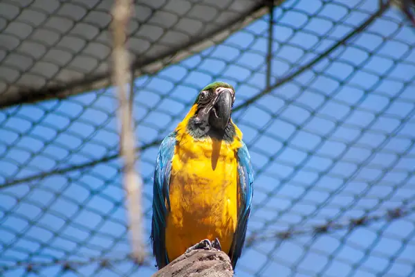 Sarı ve mavi papağanlar büyük kafese kilitlenmişler.