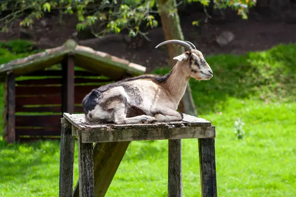 Ahşap platformda oturan keçi çok doğal bir arka planı var.