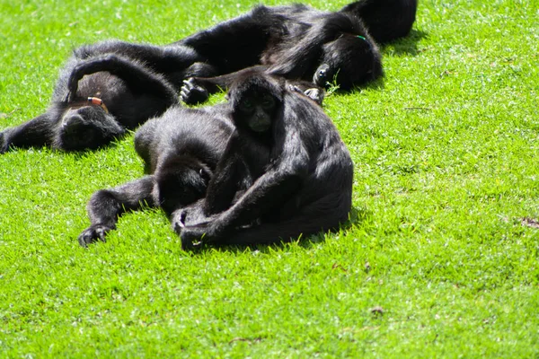 Örümcek maymunu çimenlerde oturuyor.