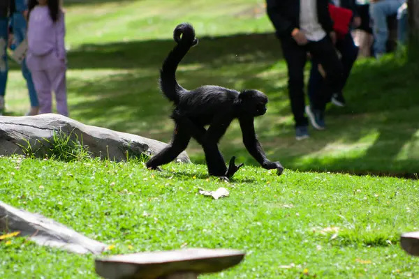 Örümcek maymunu çimenlerde oturuyor.