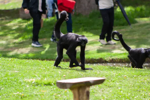 Örümcek maymunu çimenlerde oturuyor.