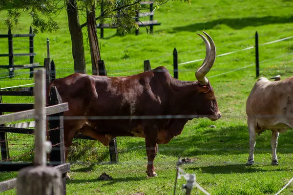 Büyük boynuzlu büyük bir boğa.