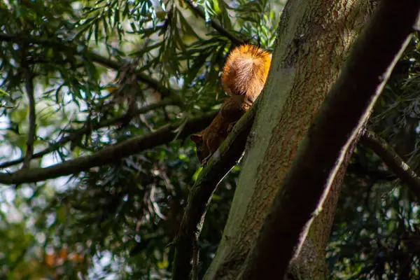 Güzel sincap ağaçtan iniyor