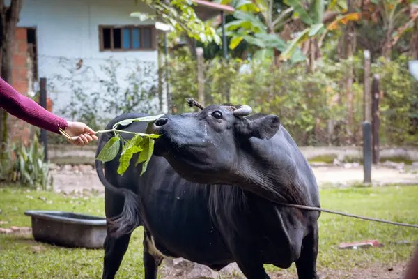 Genç adam siyah ineği besliyor.