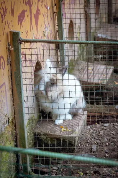 Kafeste oturan beyaz kedi