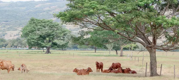 Çimli ve samanlı ağaçların gölgesinde otlayan inekler vardır.
