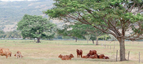 группа коров, пасущихся и отдыхающих в тени дерева с
