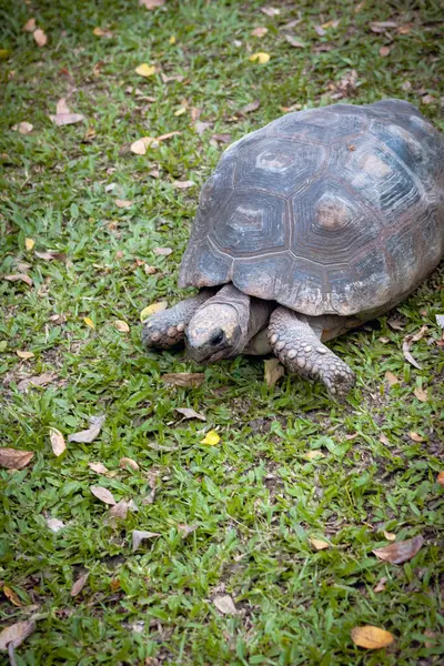 Mauritius Adası 'nda çimlerin üzerindeki dev kaplumbağa.