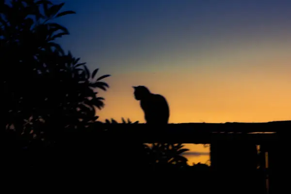 Gün batımının arka planına sahip bir kedinin silueti.
