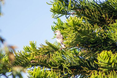 Güneşli bir günde ağaçta beyaz başlı bir baykuş.