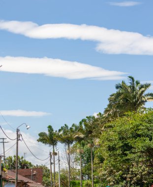 Mavi gökyüzü olan palmiye ağaçları
