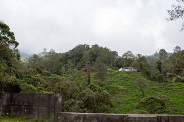 yeşil çay plantasyon tepe üzerinde