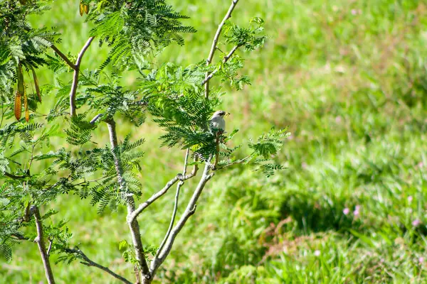 a bird in the garden