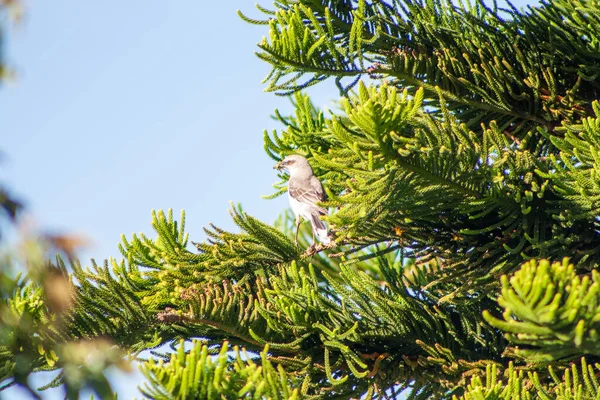 Güneşli bir günde ağaçta beyaz başlı bir baykuş.