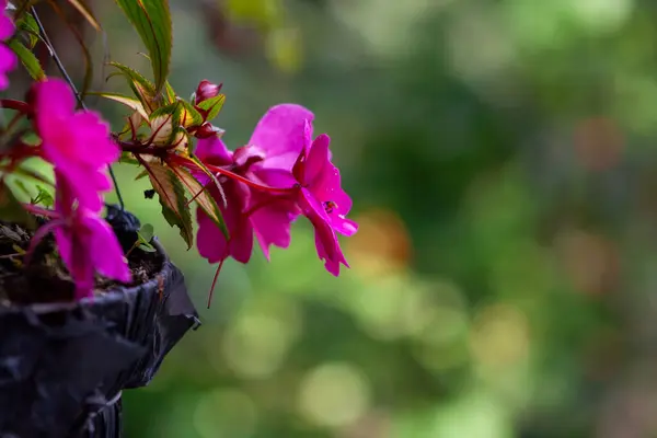 Güzel botanik fotoğrafı, doğal duvar kağıdı.