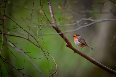Rotkehlchen, Avrupa bülbülü (Erithacus rubecula) b üzerine tünemiştir.