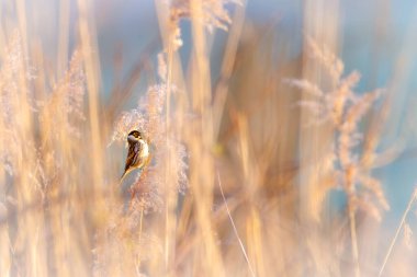 Rohrammer, Sazlık bülbülü (Phylloscopus collybita)