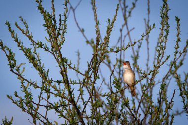 Schilfrohrsnger, Teichrohrsnger im sommer